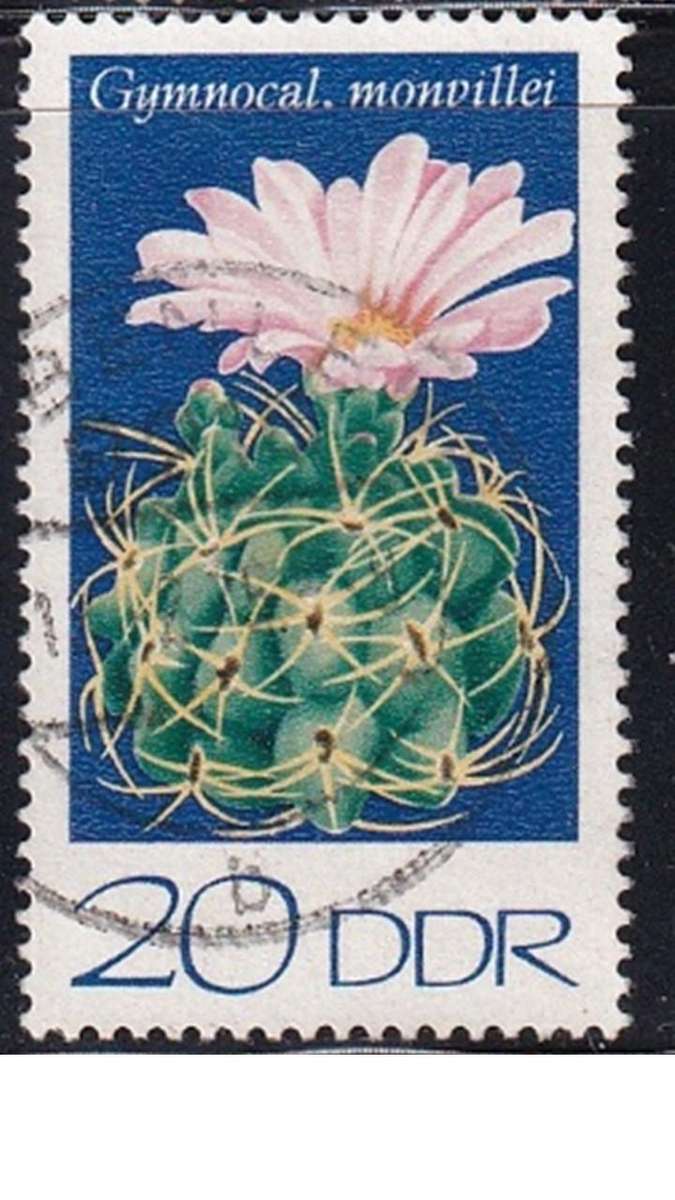 1974 Cactuses, DDR.