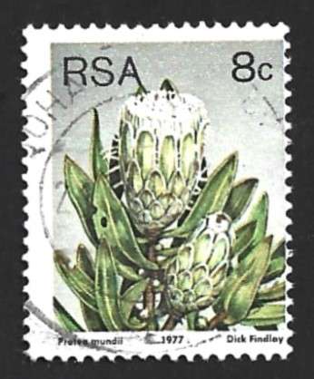 1977 SOUTH AFRICA FLORA, PROTEA PLANTS