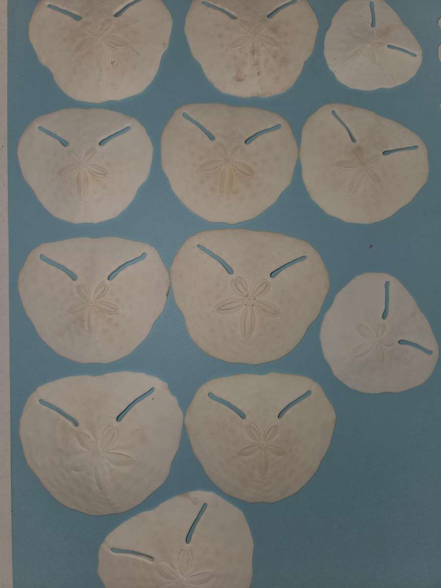 12 x Real Pansy Shells - Good condition Various sizes - what you see is what you get.