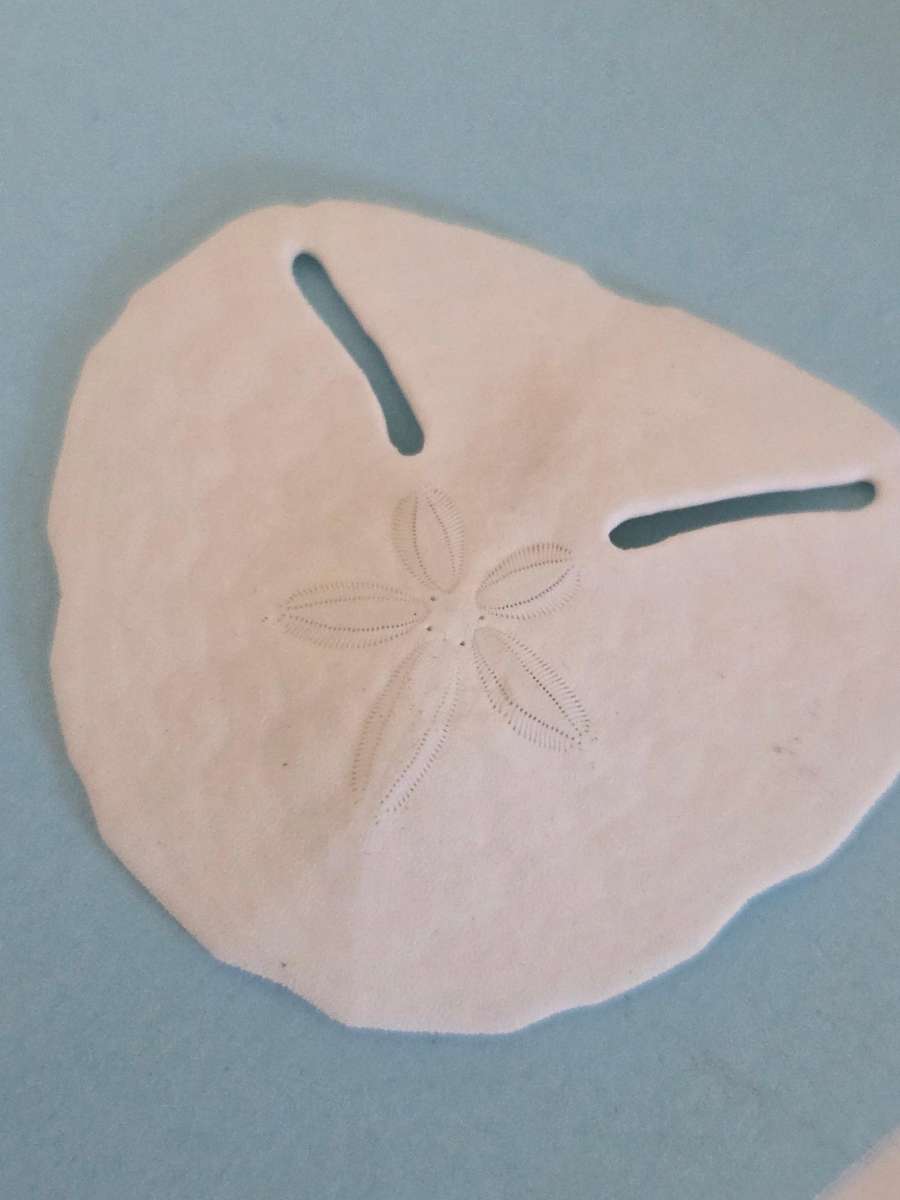 12 x Real Pansy Shells - Good condition Various sizes - what you see is what you get.