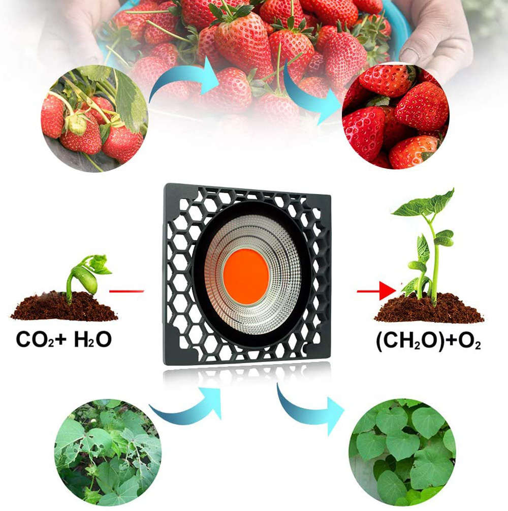 COB Full Spectrum Plant Led Grow Light Growth Lamp for Vegetable Flowers