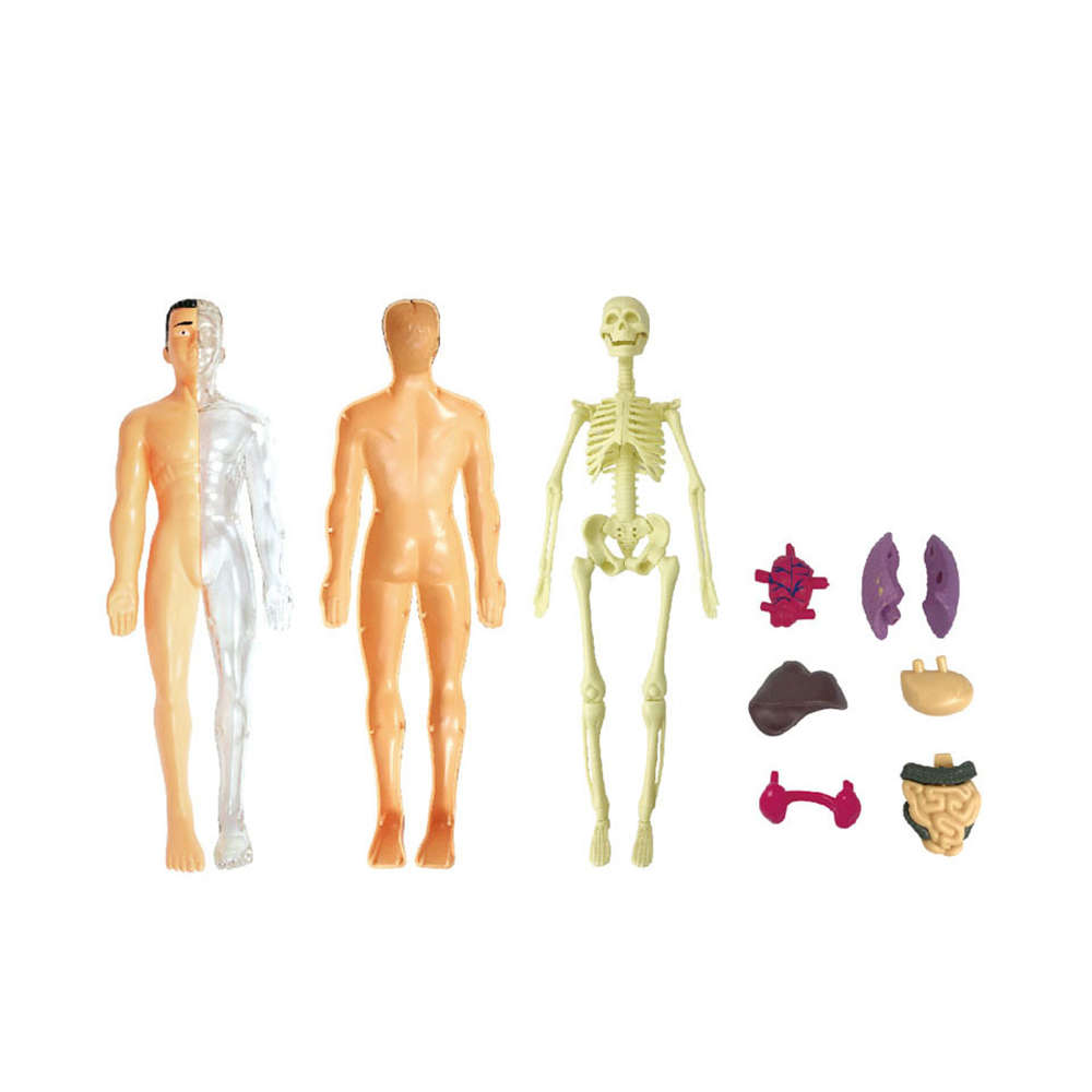 Human Body Model Toys Anatomy Model Medical Education Display