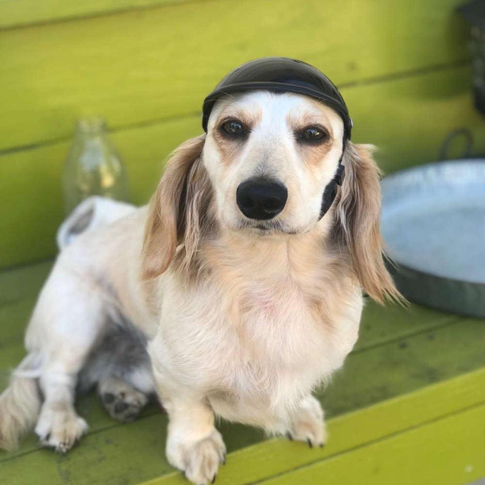 Pet Helmet Safety Hat Dog Helmet with Adjustable Belt for Riding-Size M