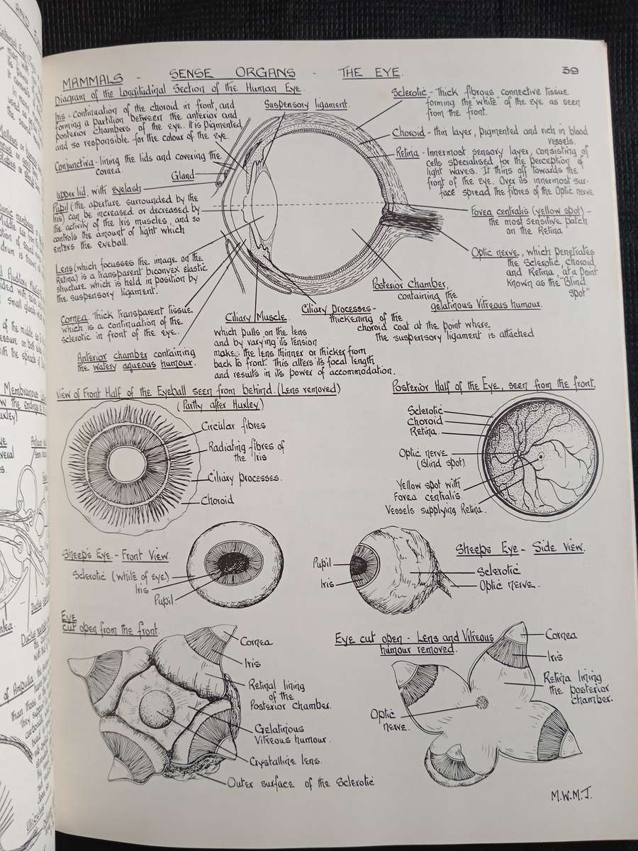 Biological Drawings with notes by Maud Jepson