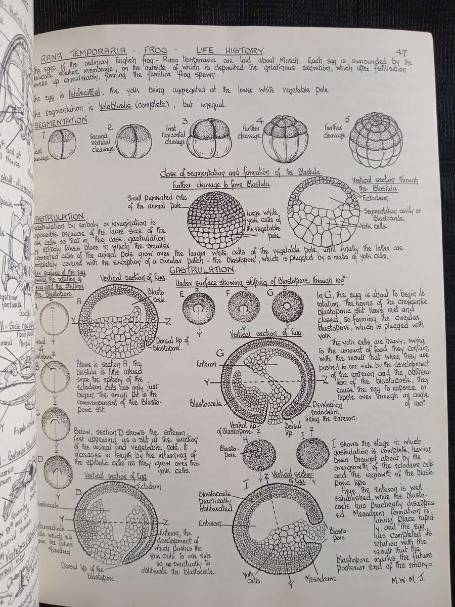 Biological Drawings with notes by Maud Jepson