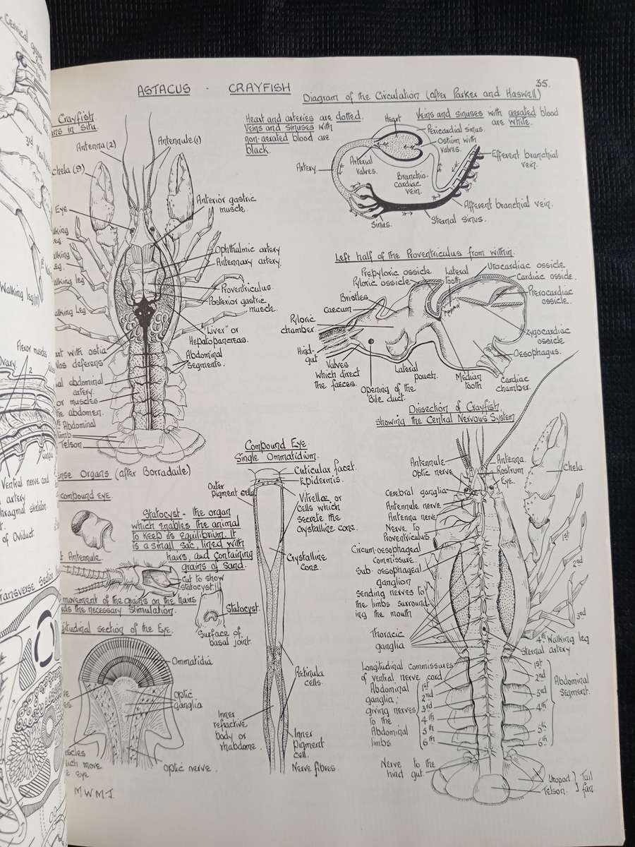 Biological Drawings with notes by Maud Jepson