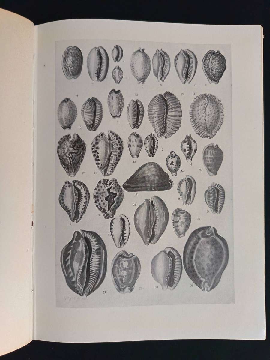 Cowry Shells of World Seas by Joyce Allan