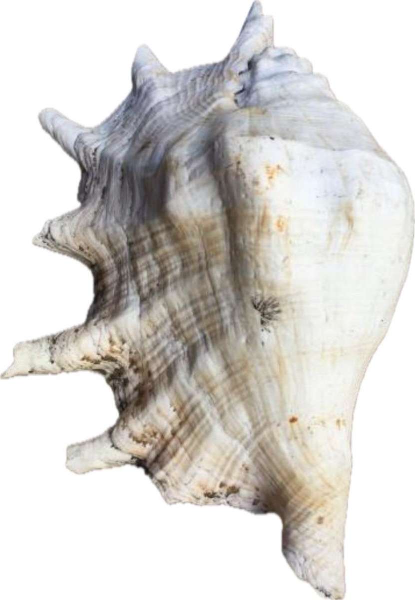 large spider conch sea shell
