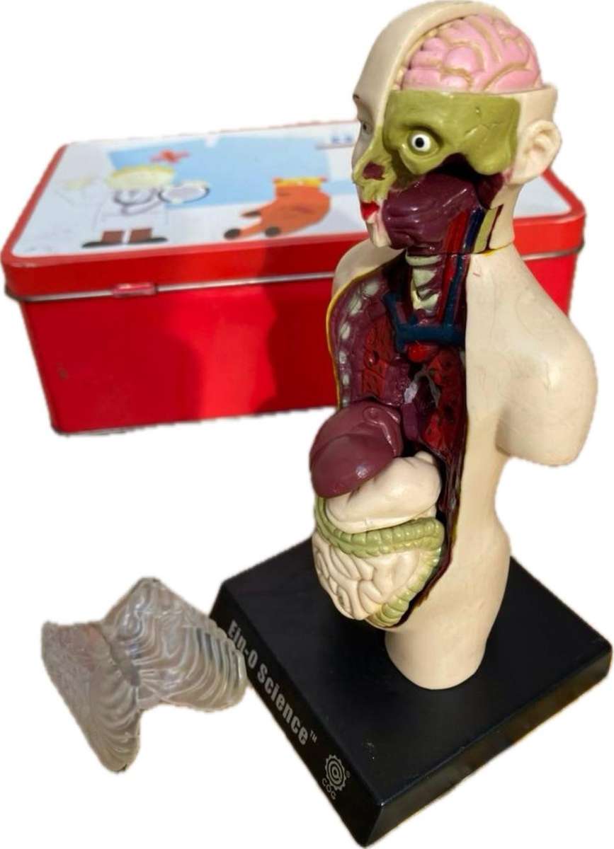 Human anatomy model figure  on stand ein o science