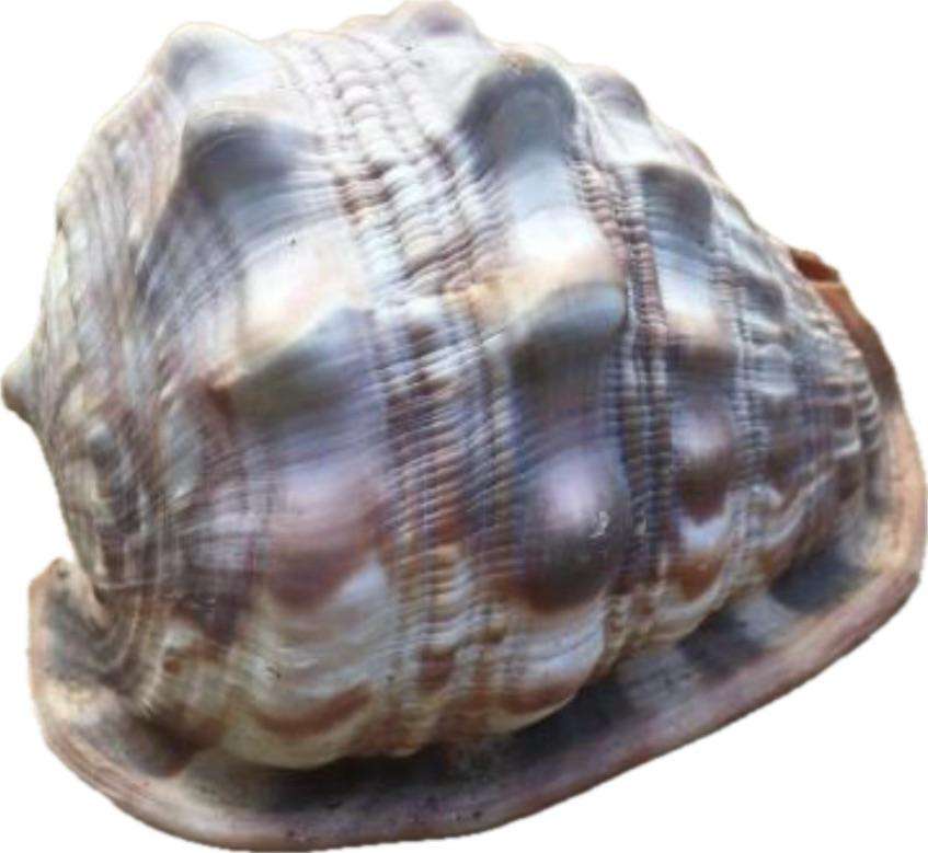 sea shell CASSIS CYPRAECASSIS RUFA medium size