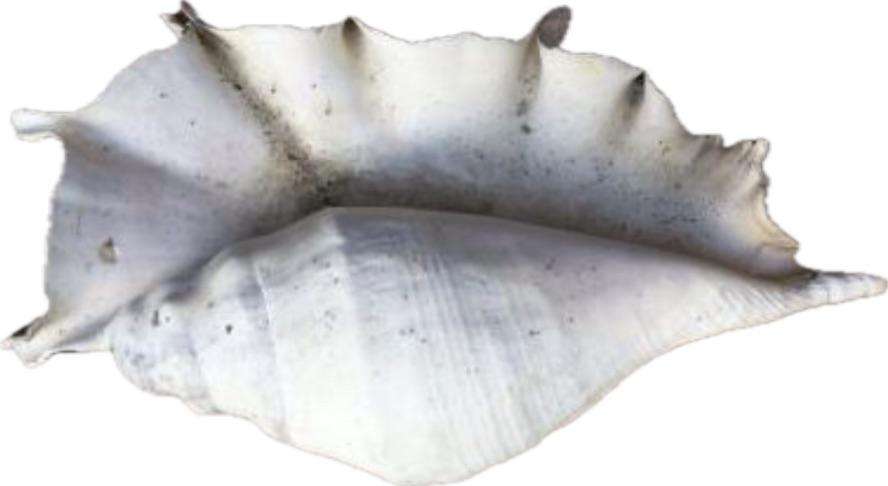 sea shell proper large spider conch on precious stone base