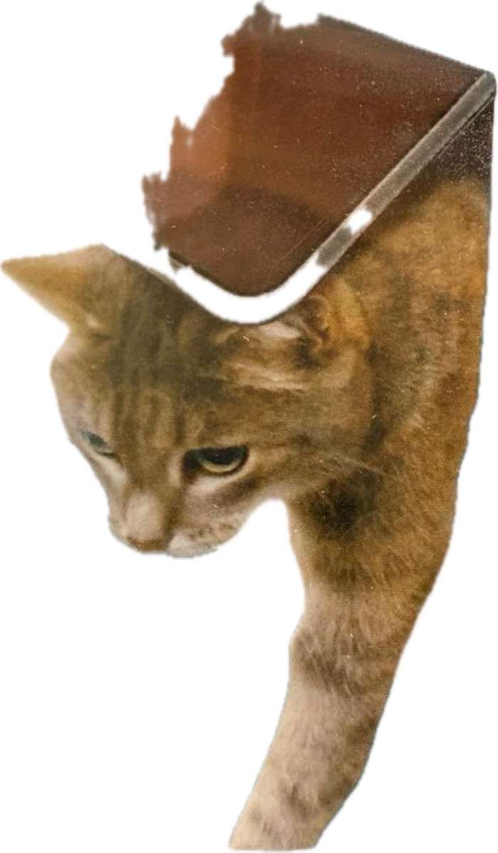 Marltons Cat Flap 4 Way Locking