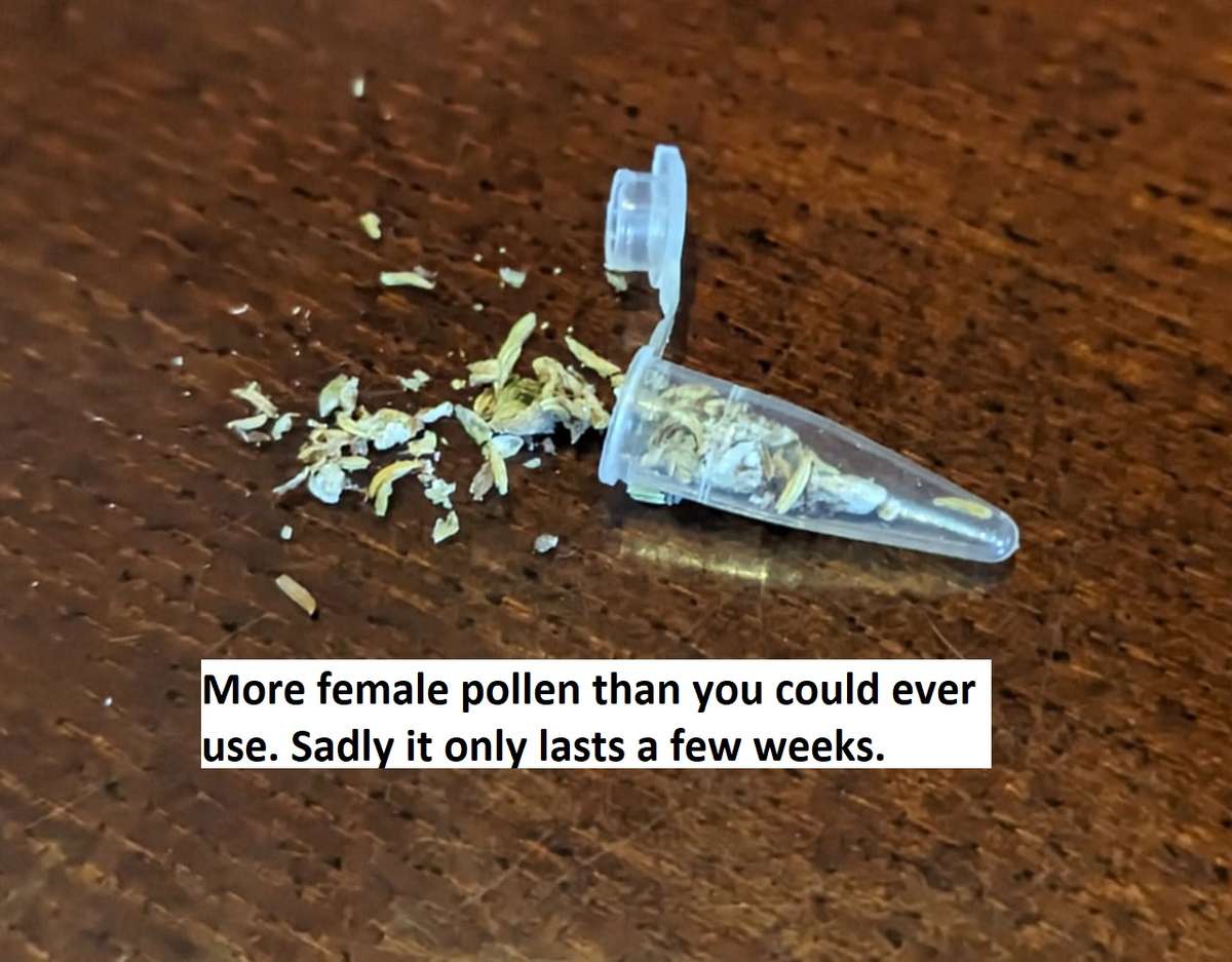 Make feminised pollen and seeds STS silver nitrate method complete kit