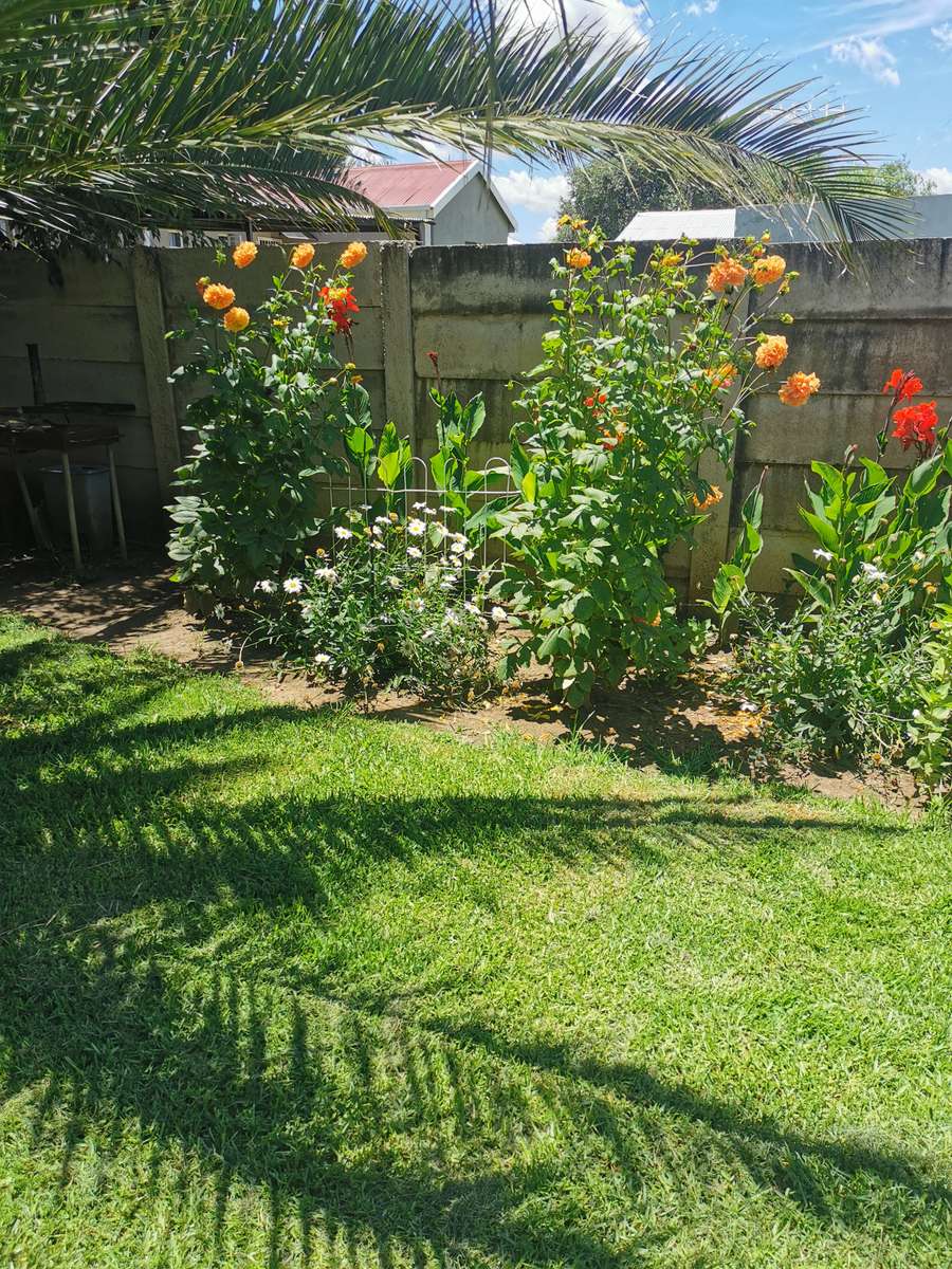 ORANGE DAHLIA  FLOWER BULBS