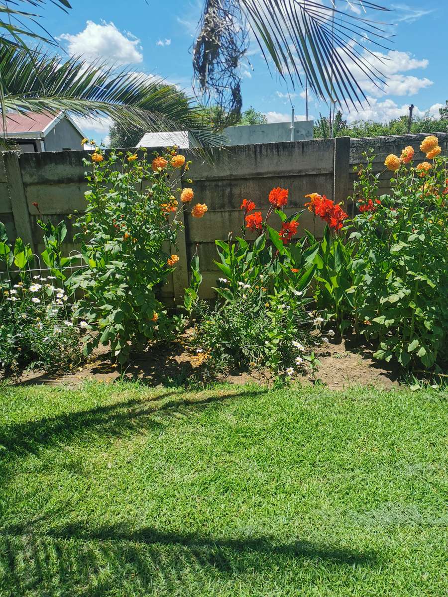 ORANGE DAHLIA  FLOWER BULBS