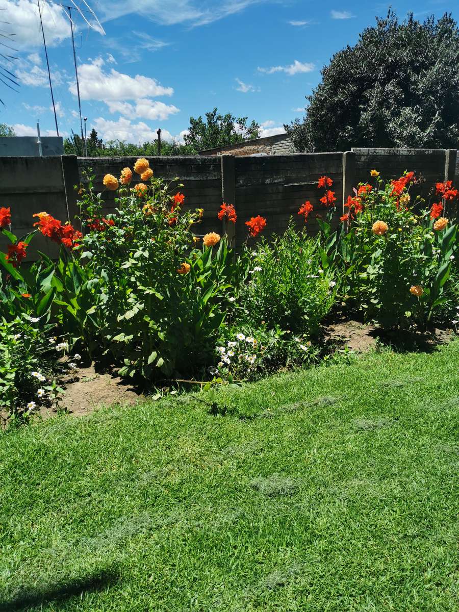 ORANGE DAHLIA  FLOWER BULBS