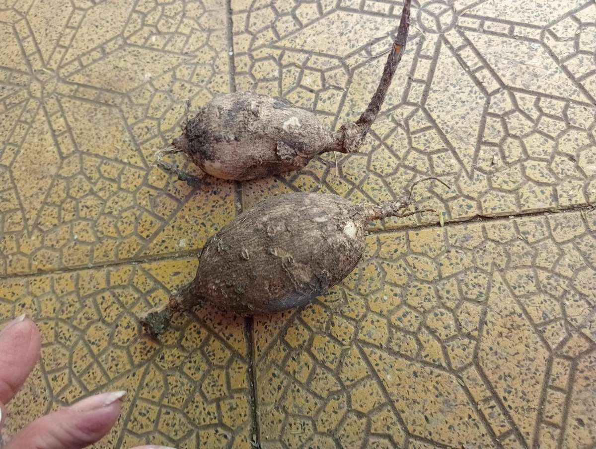 6 MIXED DAHLIA BULBS