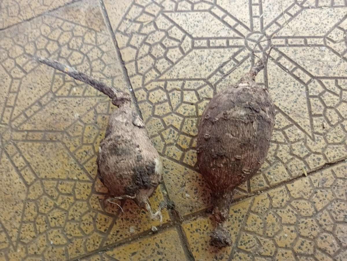 6 MIXED DAHLIA BULBS