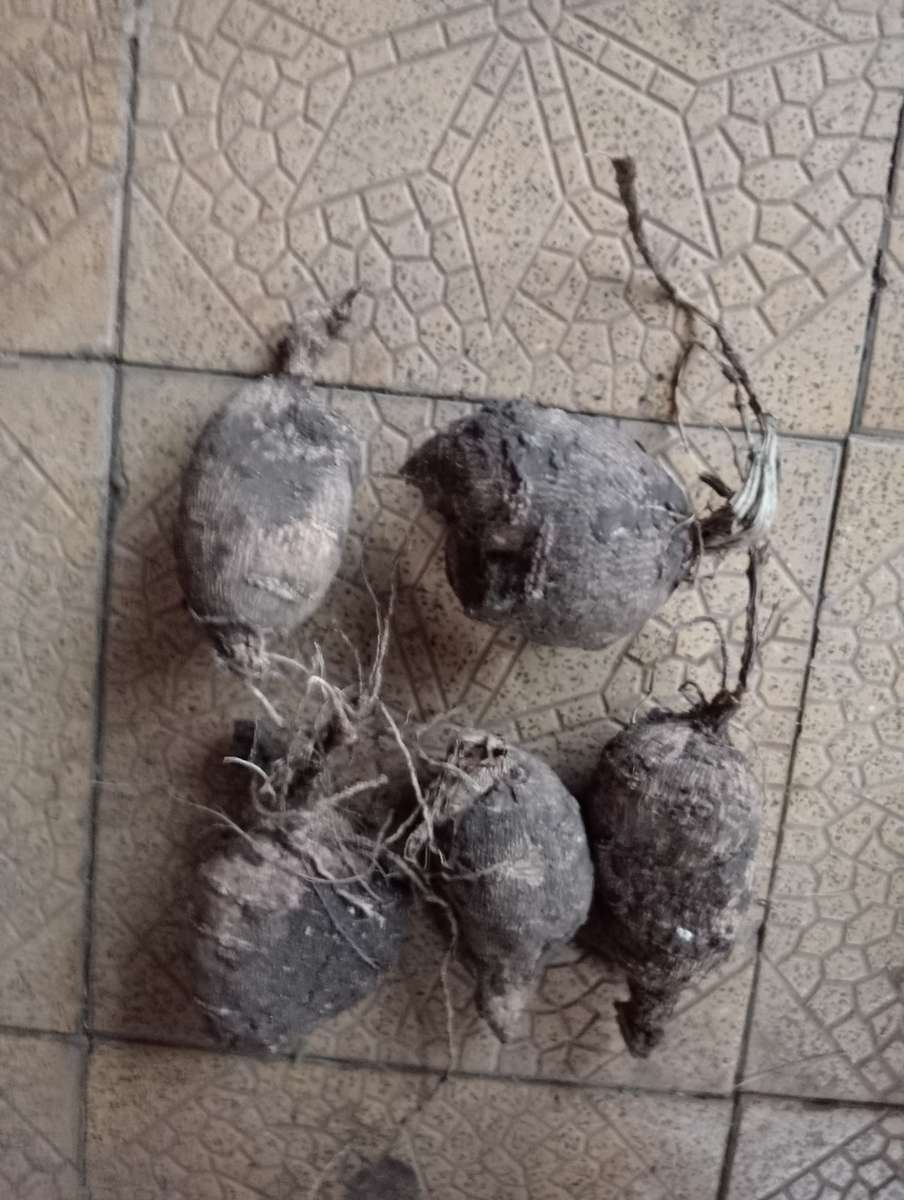 ORANGE DAHLIA  FLOWER BULBS