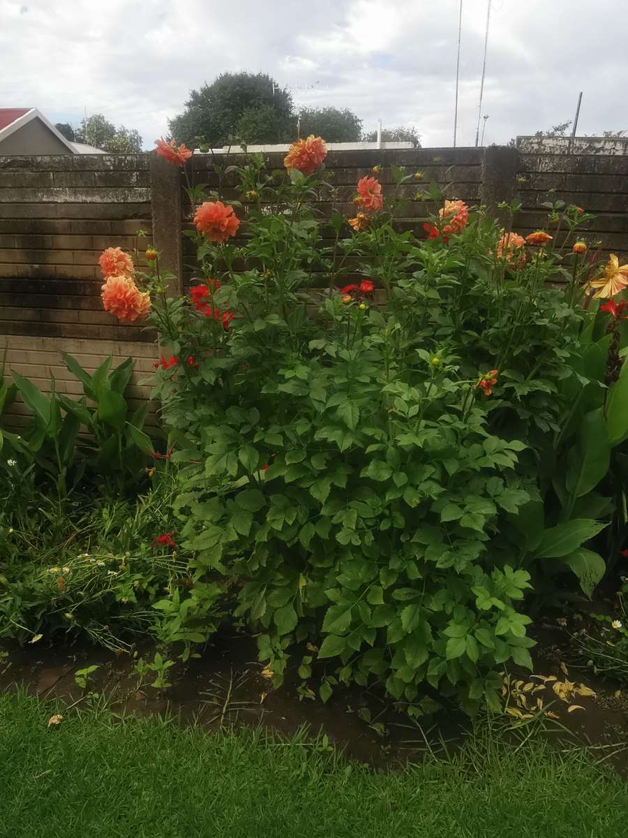 ORANGE DAHLIA  FLOWER BULBS