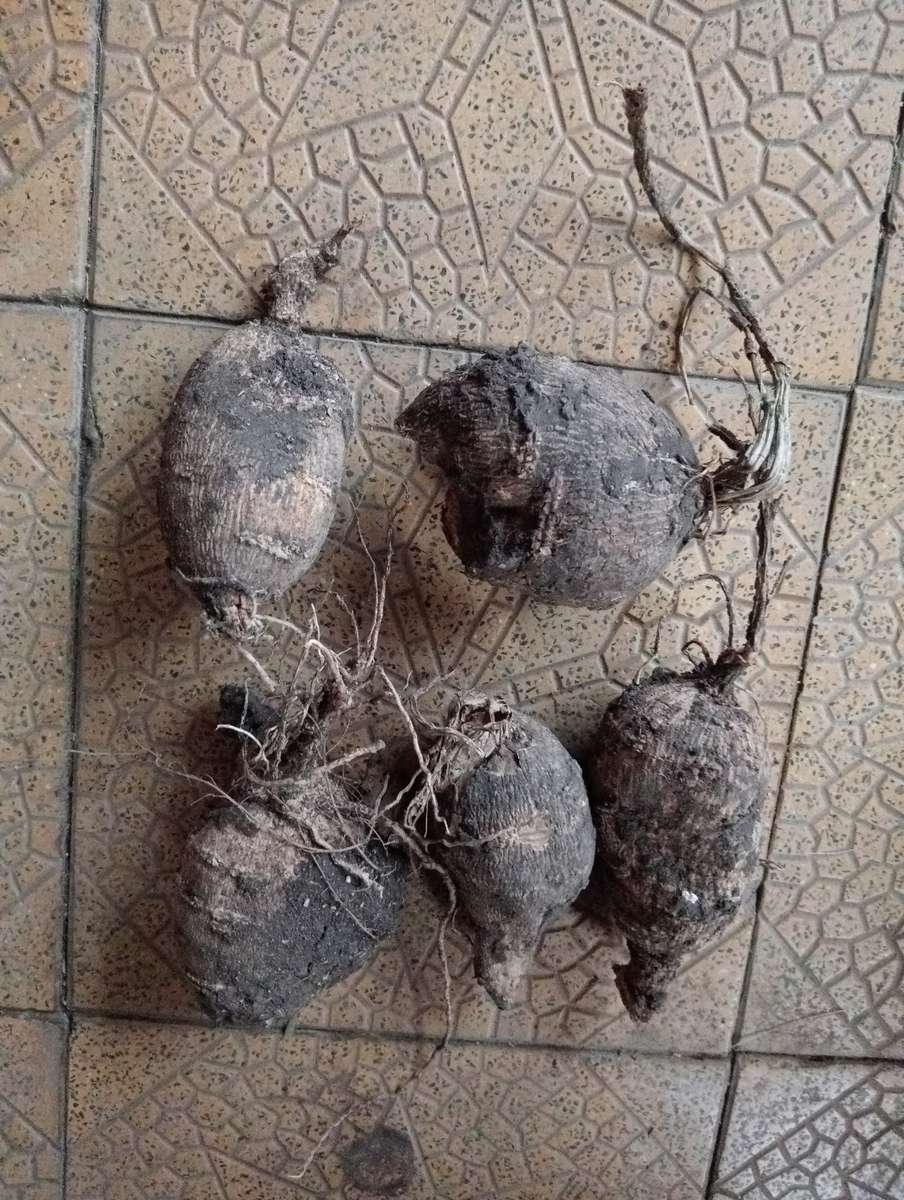 ORANGE DAHLIA  FLOWER BULBS