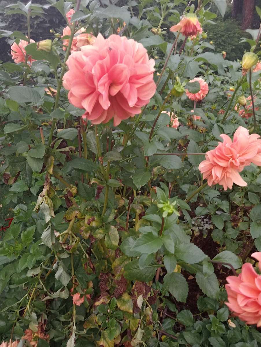 4 ORANGE DAHLIA BULBS