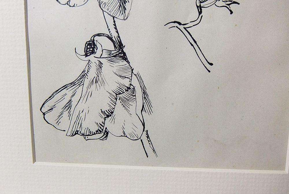 An original ink sketch by international artist Hedwig Brecher Eibuschitz " botanical study "