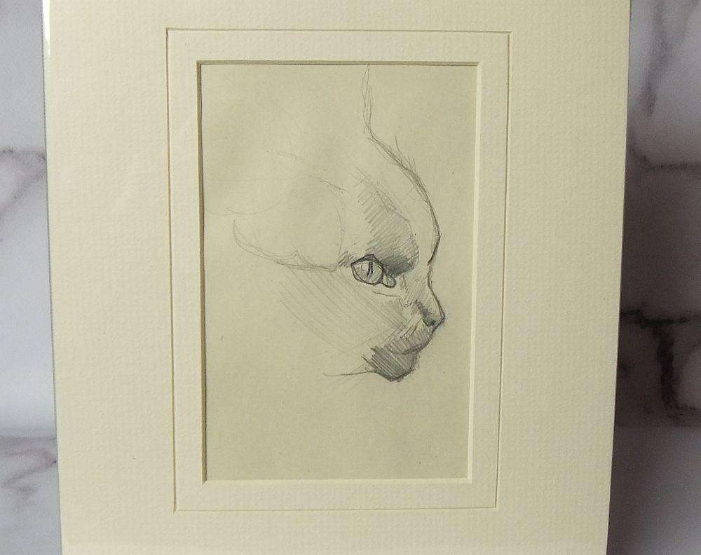 An original pencil sketch by international artist Hedwig Brecher Eibuschitz " cat study "