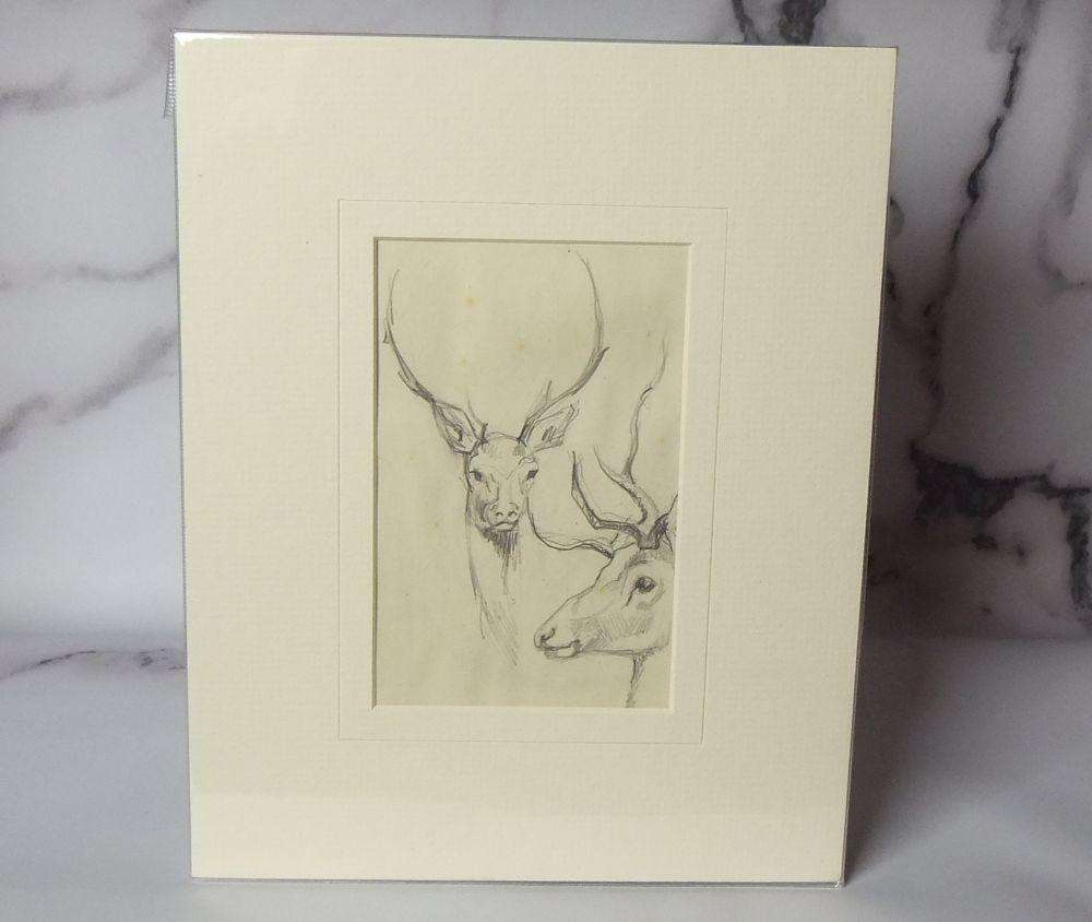 An original pencil sketch by international artist Hedwig Brecher Eibuschitz " deer study "