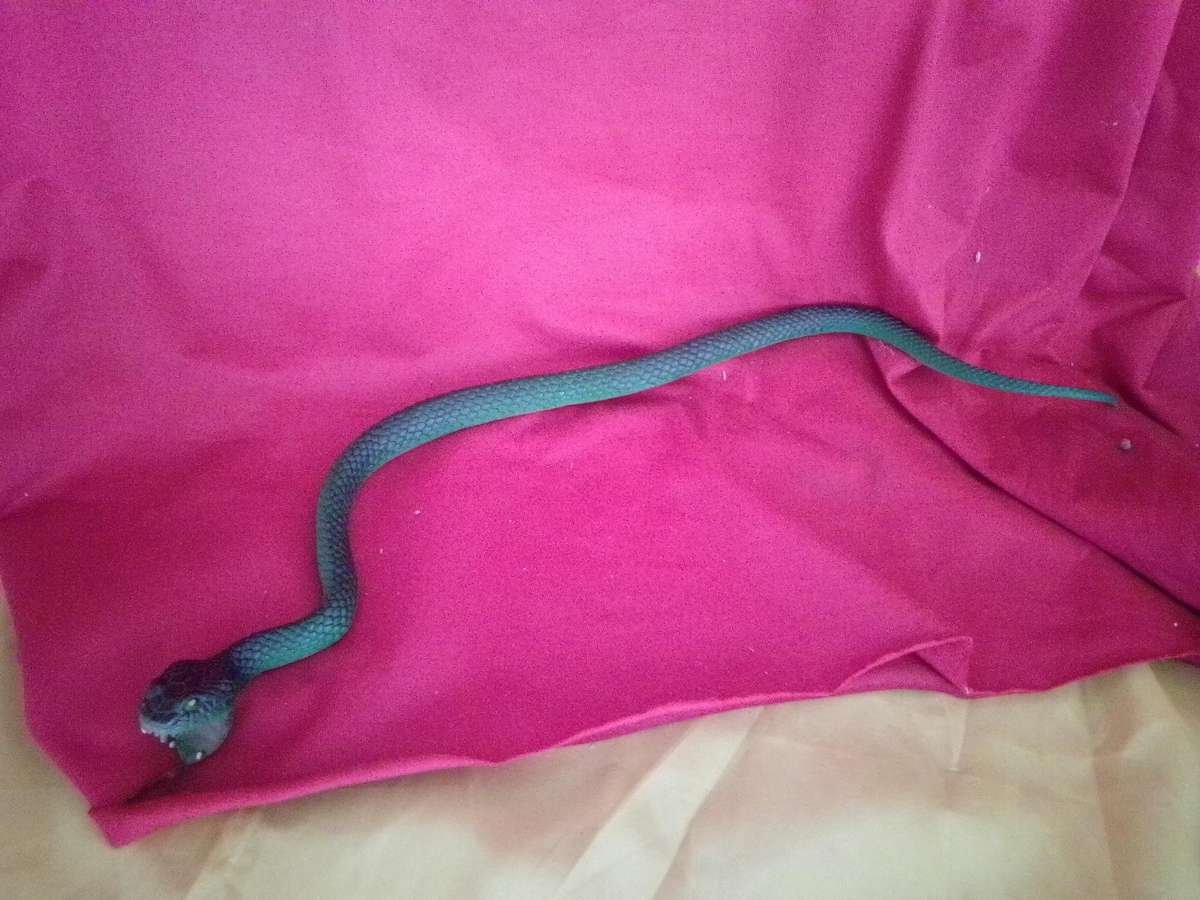 Rubber Snake (Never need a car Guard again)