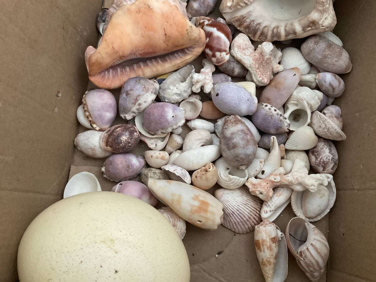 A nice collection of sea shells and an orstich egg