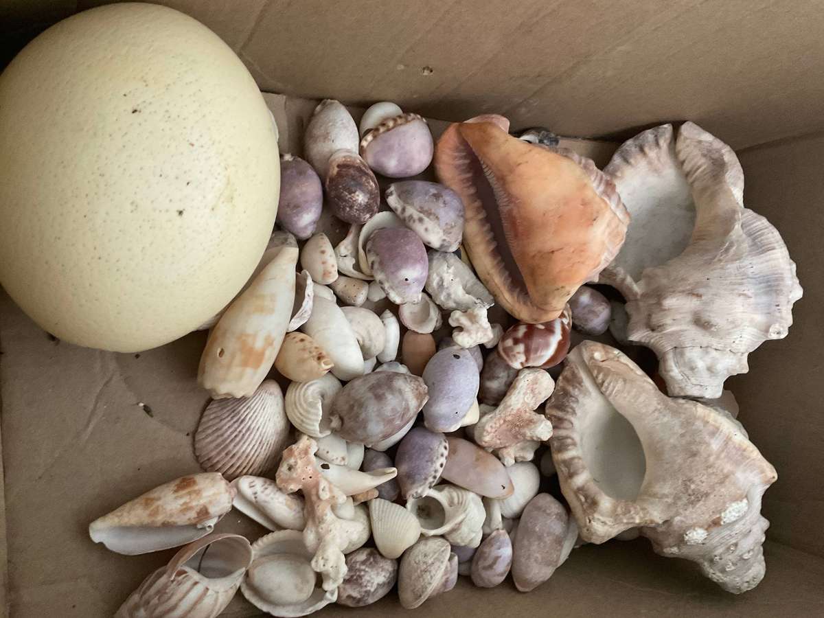 A nice collection of sea shells and an orstich egg