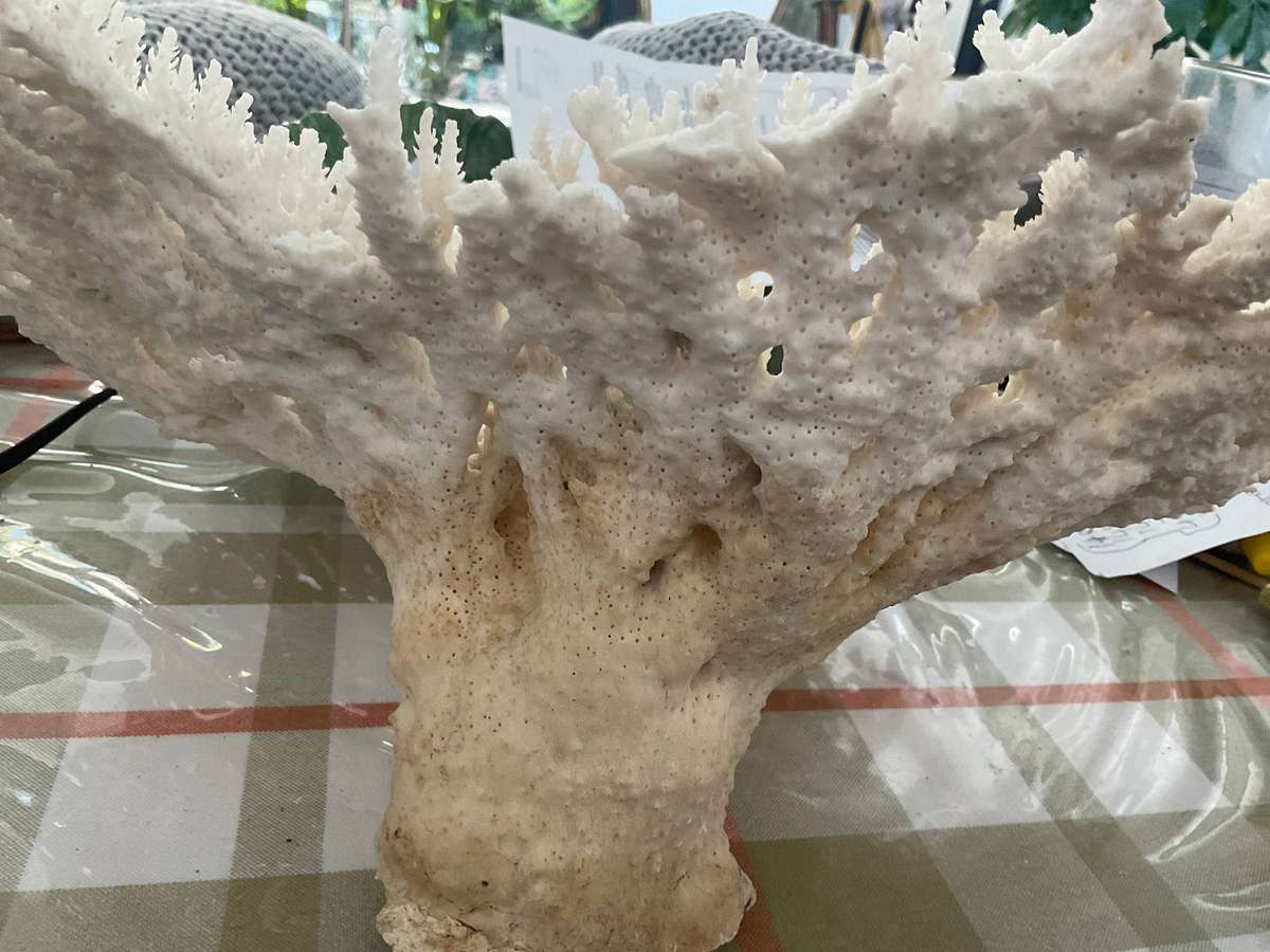 Large 35 by 27 cm natural coral, some damage