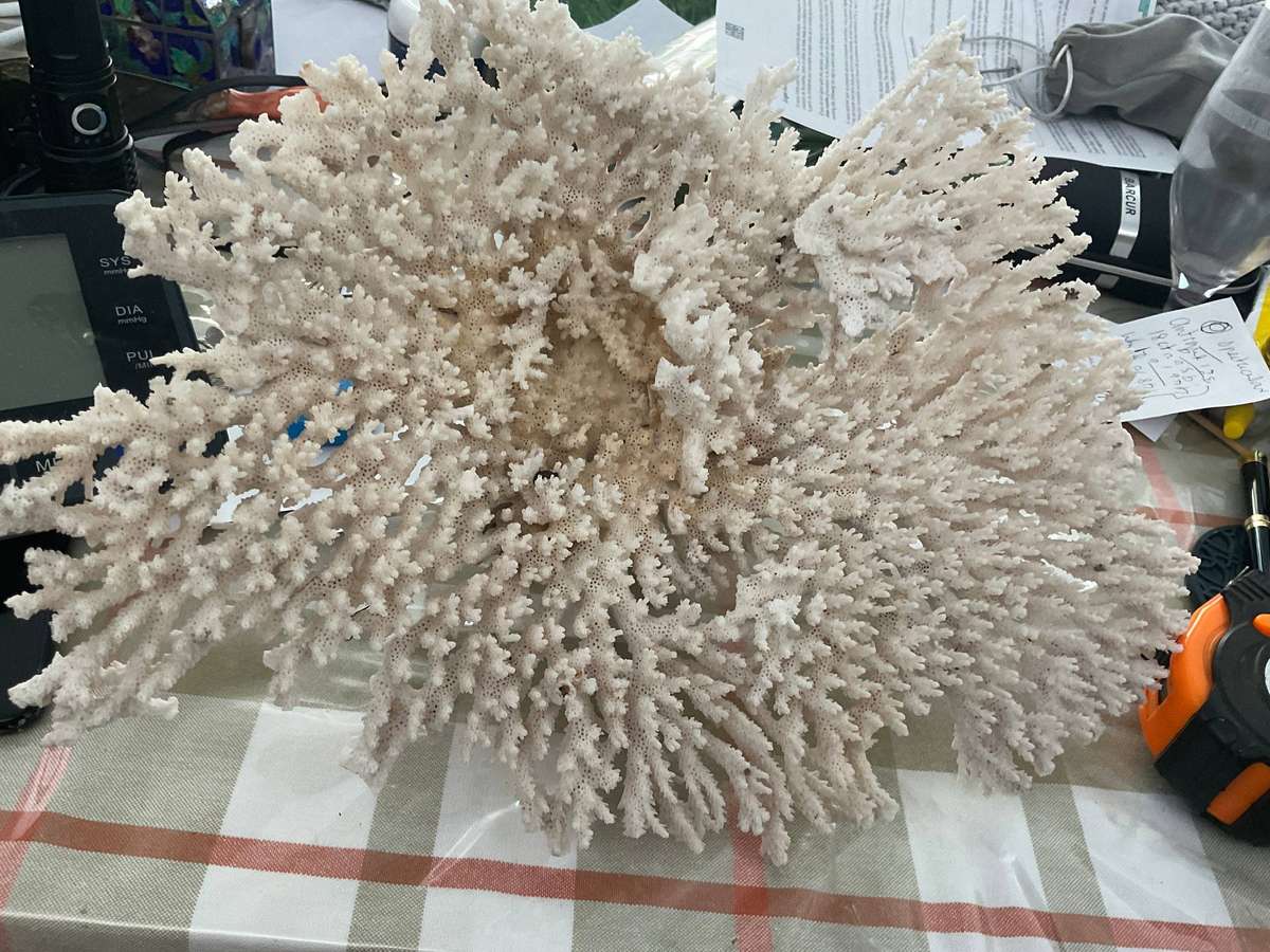 Large 35 by 27 cm natural coral, some damage