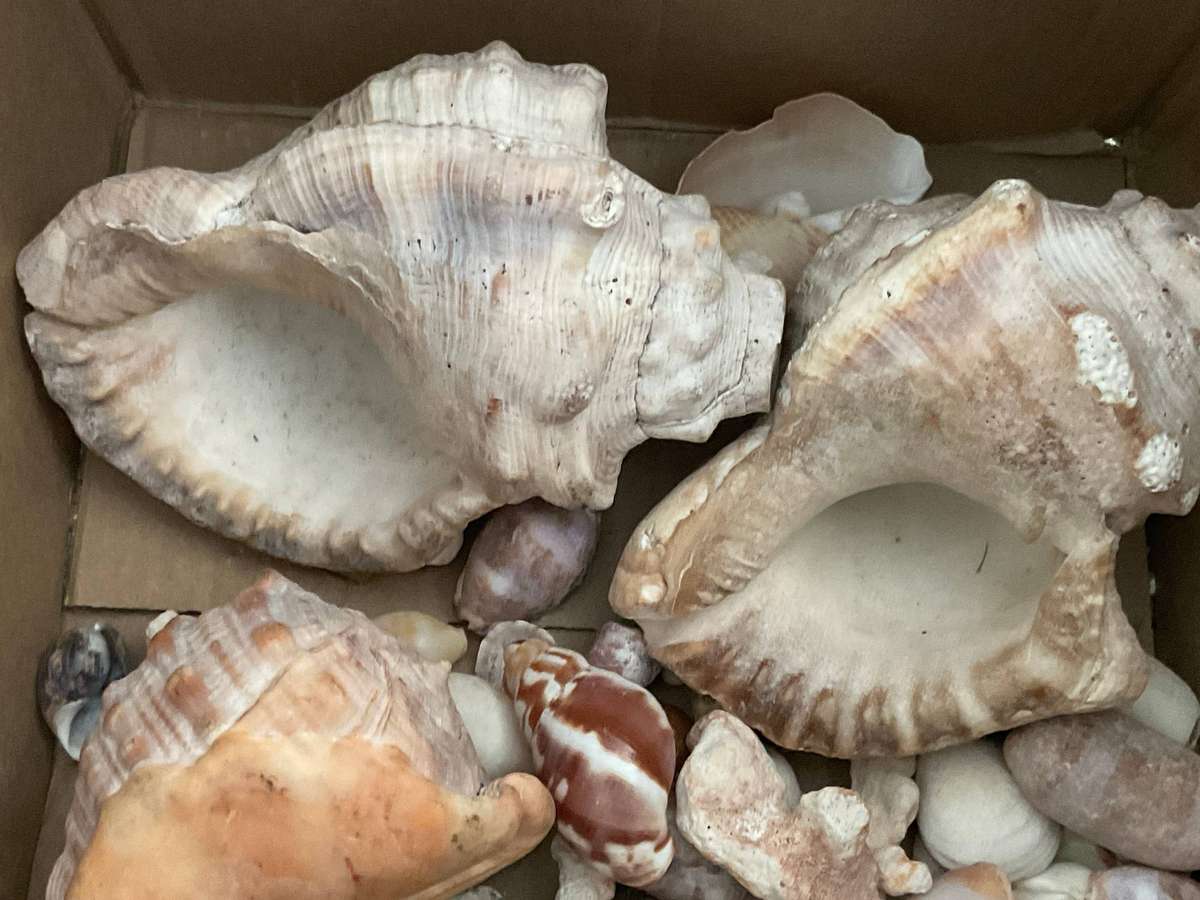 A nice collection of sea shells and an orstich egg