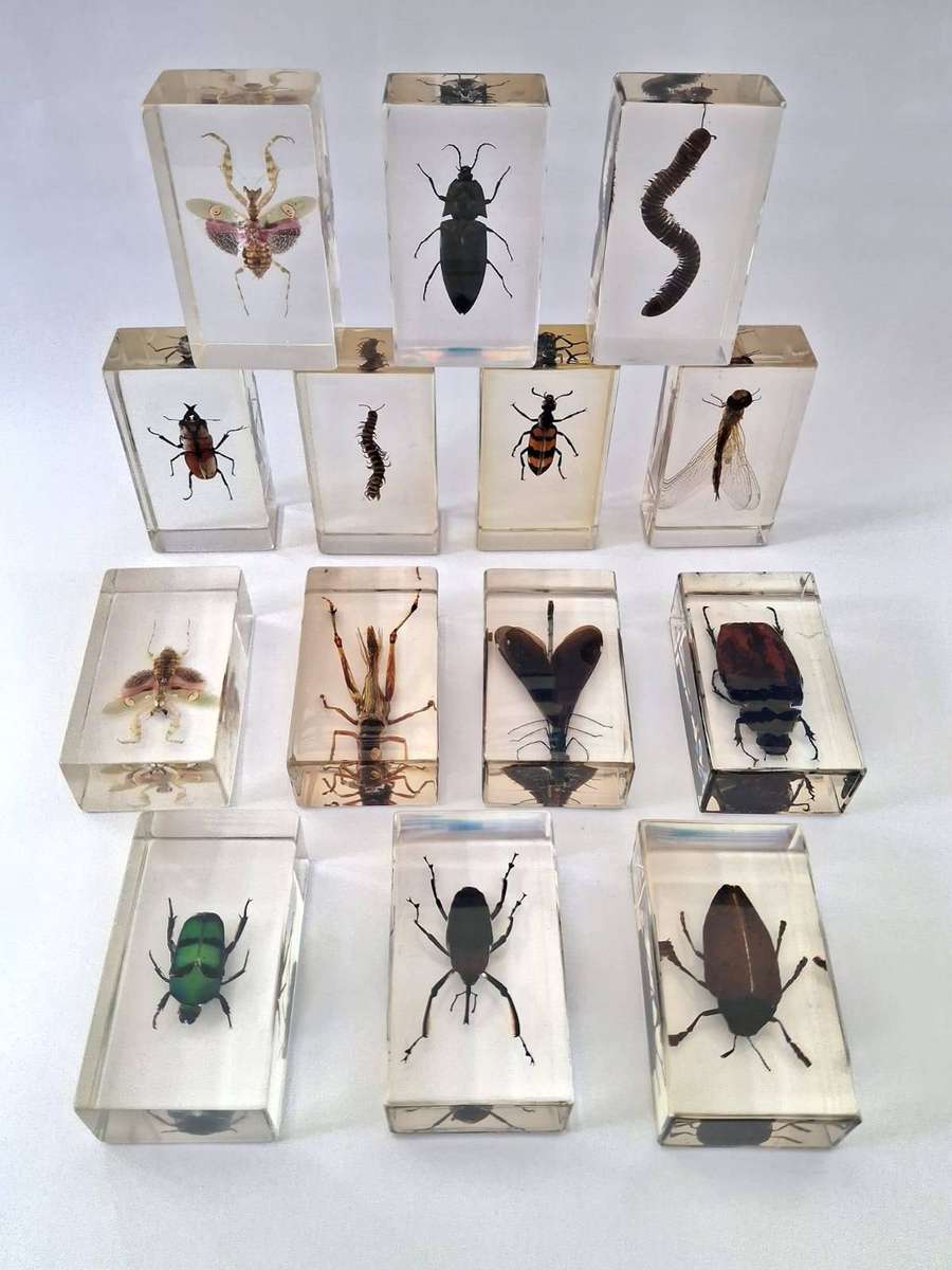 COLLECTION OF INSECTS IN RESIN - STUNNING -