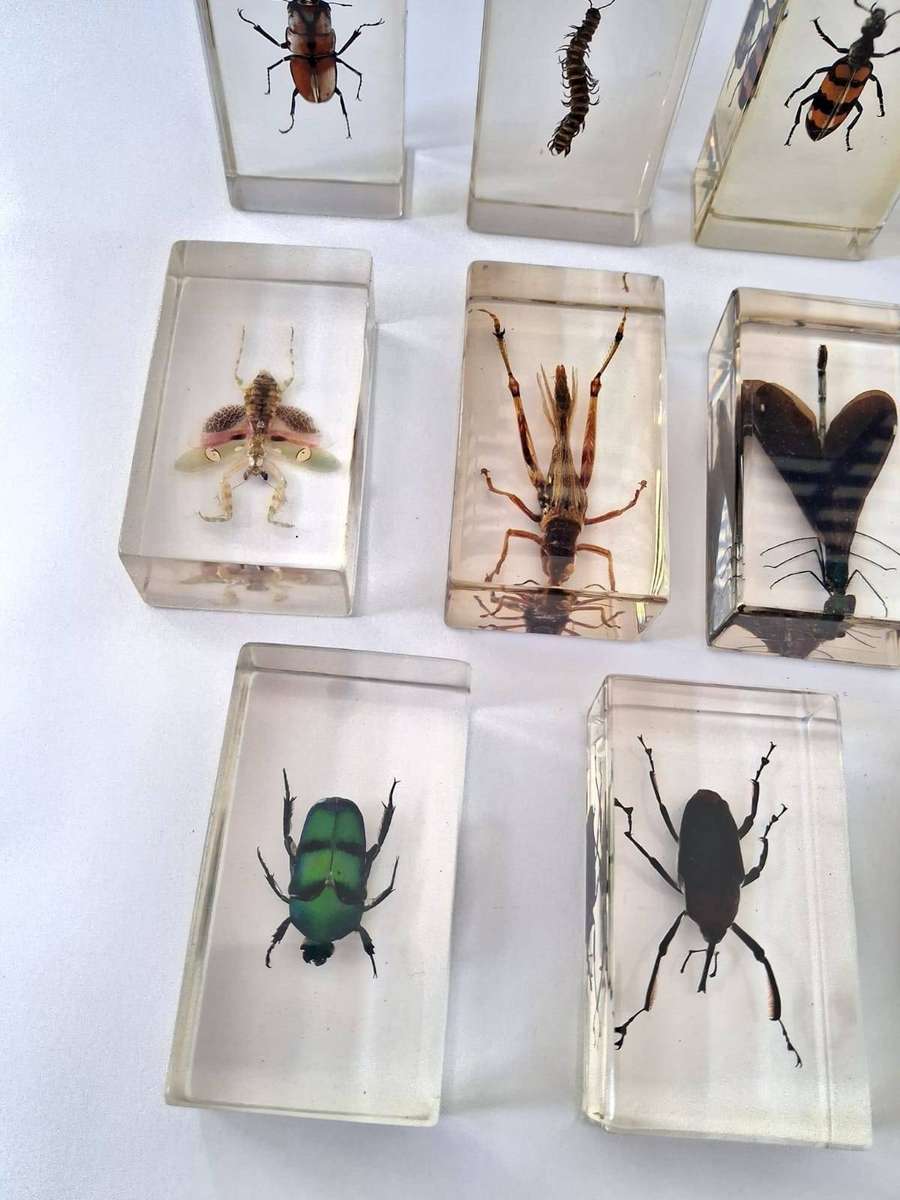 COLLECTION OF INSECTS IN RESIN - STUNNING -