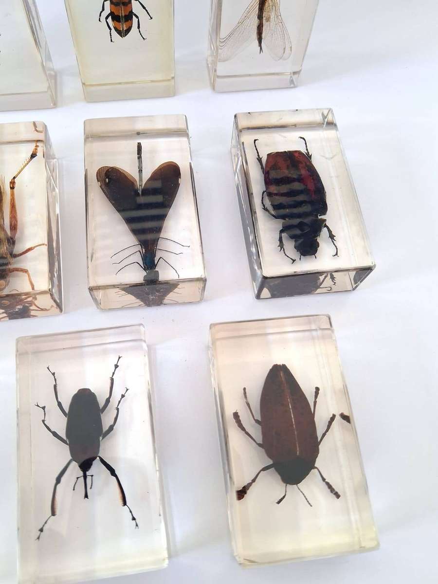 COLLECTION OF INSECTS IN RESIN - STUNNING -