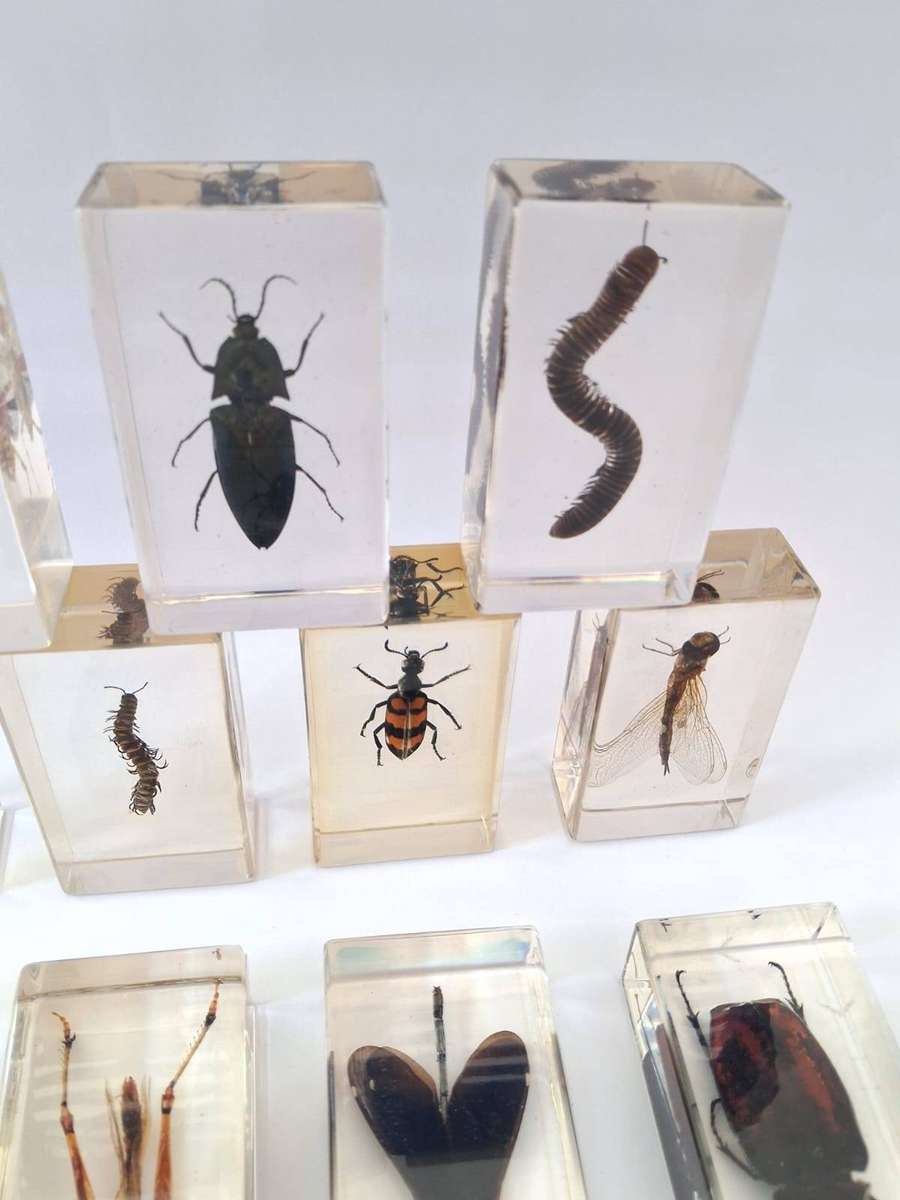 COLLECTION OF INSECTS IN RESIN - STUNNING -