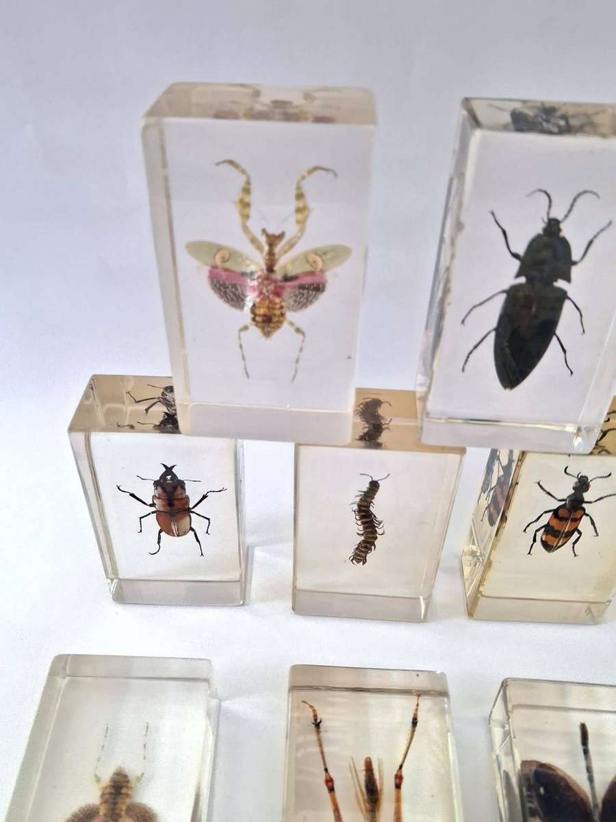 COLLECTION OF INSECTS IN RESIN - STUNNING -