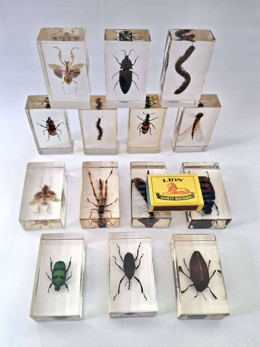 COLLECTION OF INSECTS IN RESIN - STUNNING -
