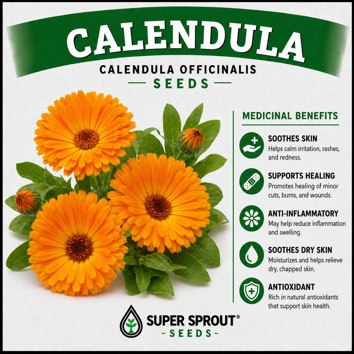 CALENDULA x 25+ seeds