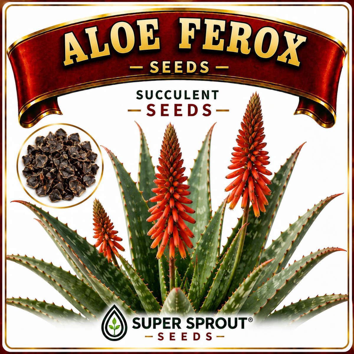 Aloe Ferox x 25 seeds