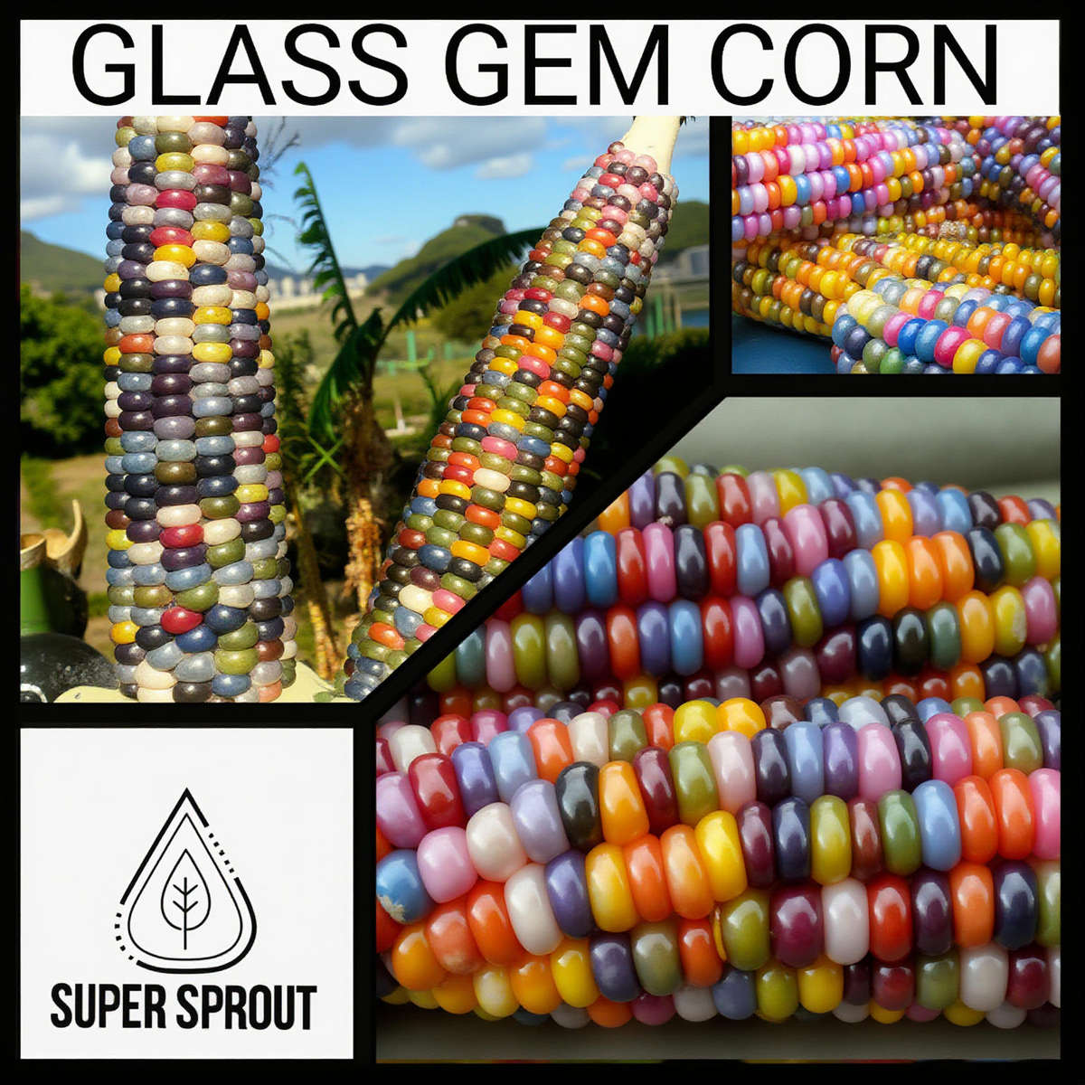 Glass gem corn seeds x 25 seeds