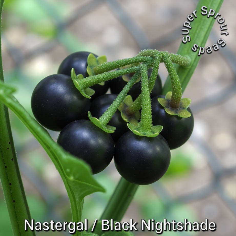 NASTERGAL/AFRICAN NIGHTSHADE  x 25+ seeds