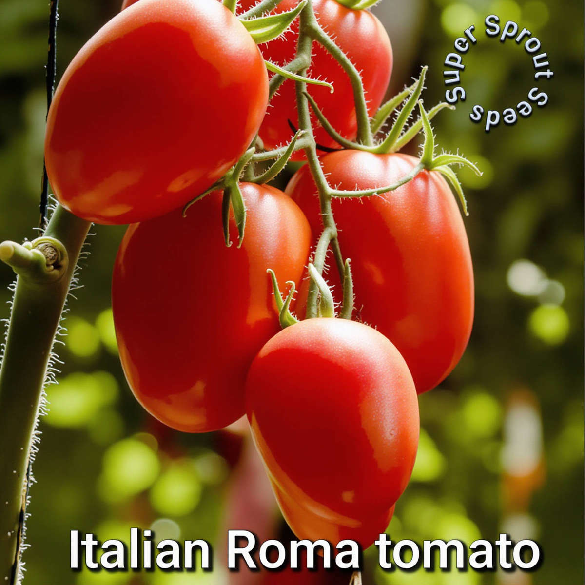 Medium Italian plum tomato x 10 seeds