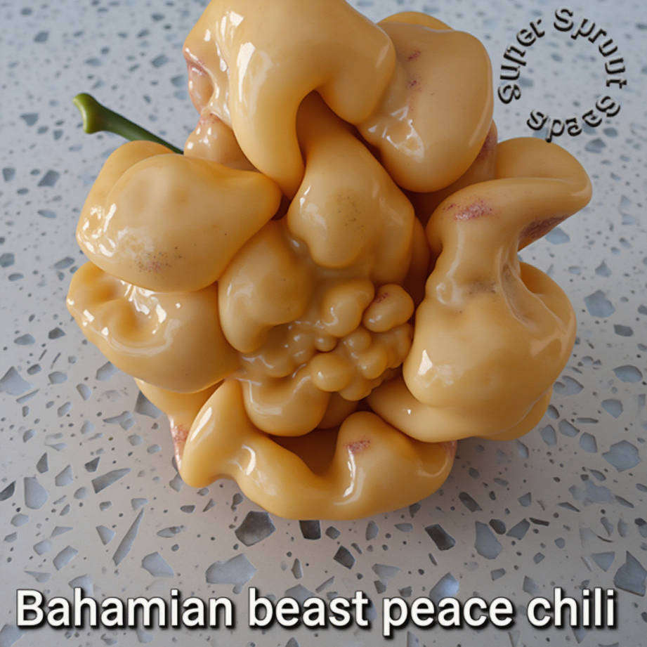 BAHAMIAN BEAST PEACH V2  CHILLI PEPPER x 10+ organic seeds