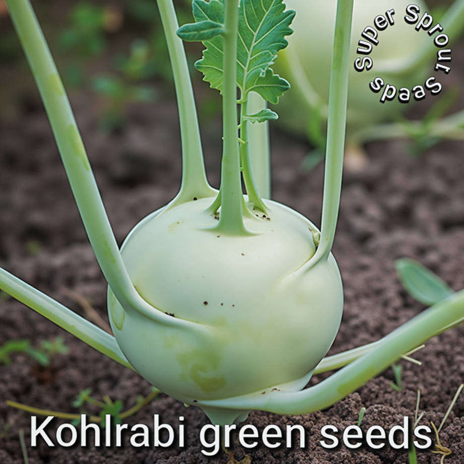 KOHLRABI WHITE  x 15+ seeds