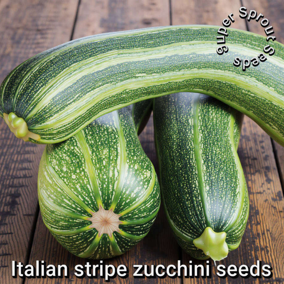 ITALIAN  STRIPED ZUCCHINI x 10 seeds