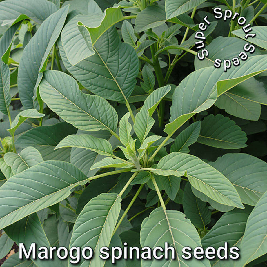 AMARANTH GREEN (MAROGO) x 100+ seeds